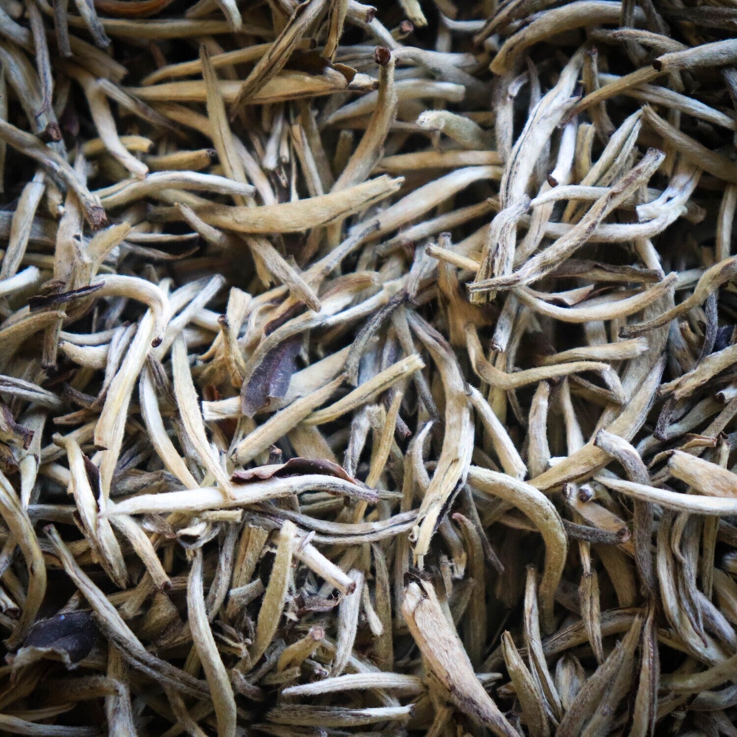Aiguilles d'Argent YinZhen