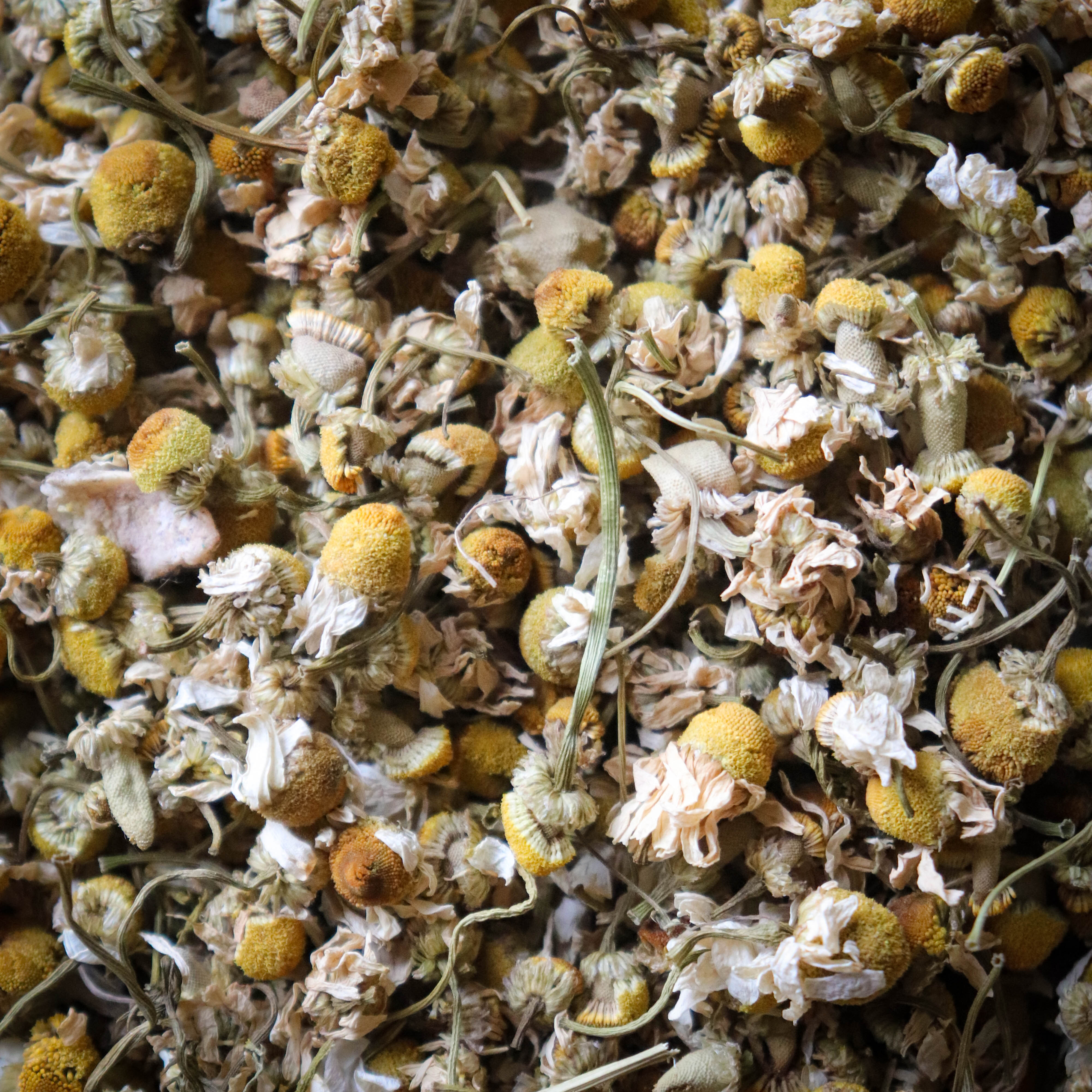 Chamomile