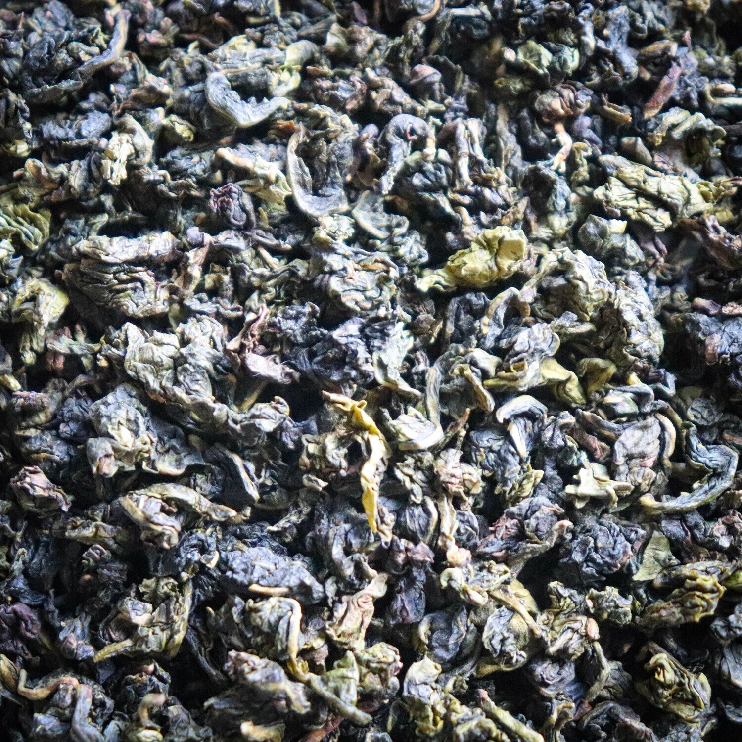 Quanzhou Milk Oolong